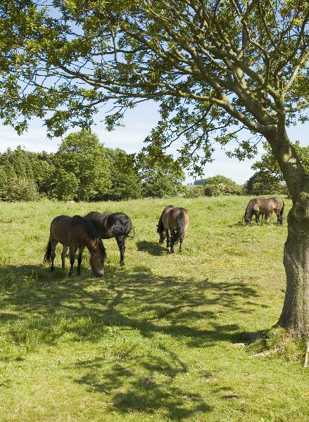 Horses2