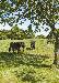Horses2