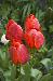 Tulips01